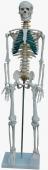 Squelette humaine avec nervures spinals 87cm