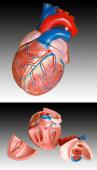 COEUR HUMAIN MODÈLE D'ENSEIGNEMENT IMMENSE 25CM 3pcs