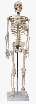 Squelette humaine 87cm