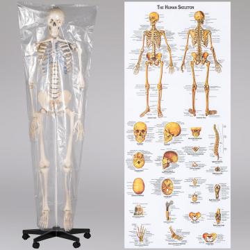 Squelette humain - squelette anatomique - crane humain