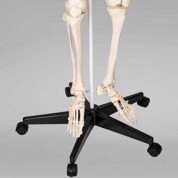 Squelette humain - squelette anatomique - crane humain