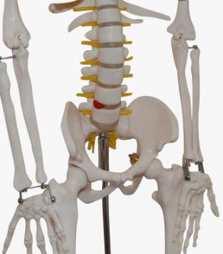 Squelette humaine avec nervures spinals 87cm