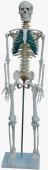 Squelette humaine avec nervures spinals 87cm