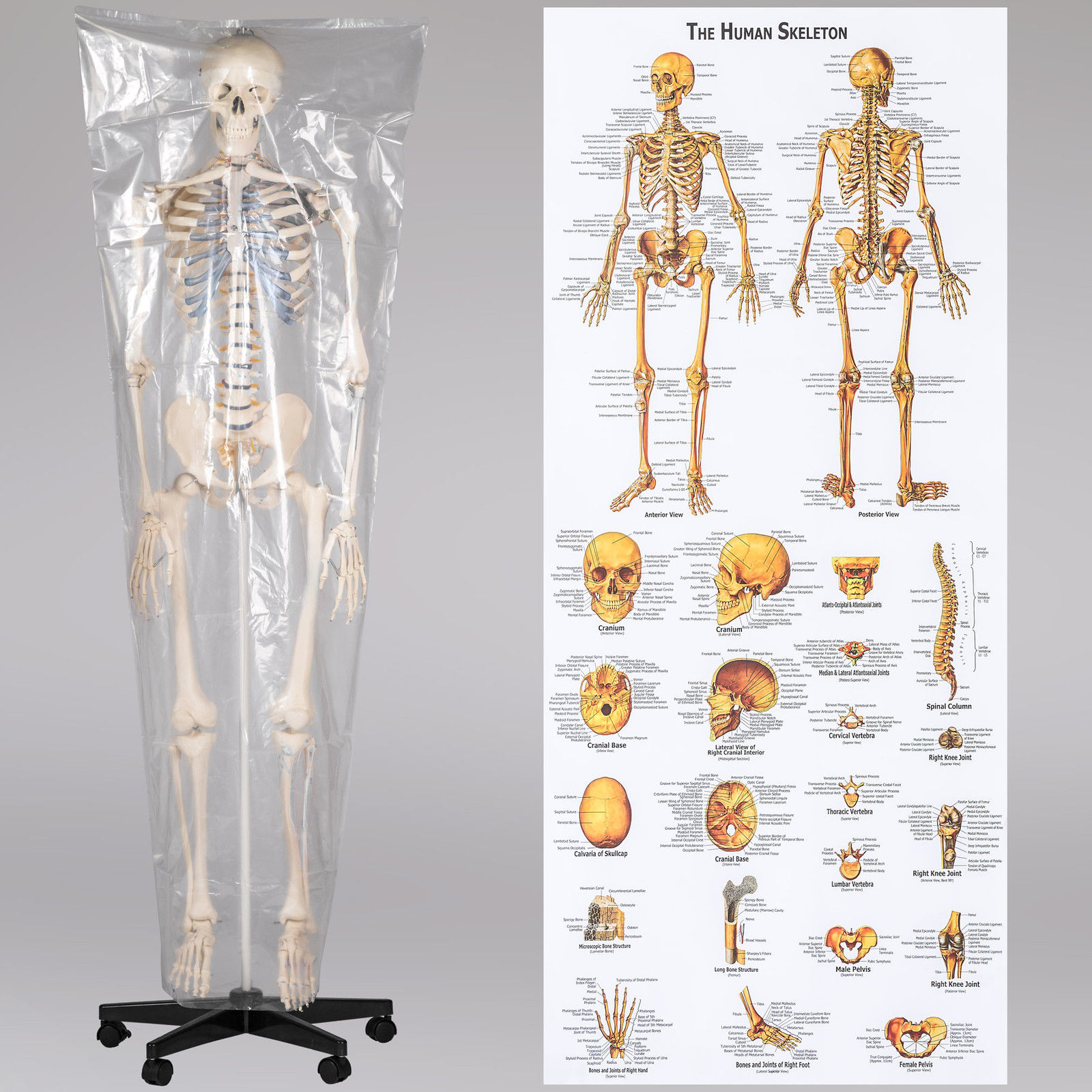 Squelette Anatomie, détaillé en grandeur nature, Les articulations  principales sont mobiles, avec Affiche explicative de l'anatomie humaine  acheter en ligne à bas prix